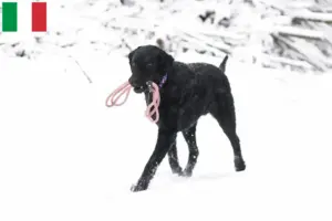 Scopri di più sull'articolo Allevatori di Curly Coated Retriever e cuccioli in Italia