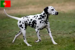 Scopri di più sull'articolo Allevatori di Dalmata e cuccioli in Portogallo