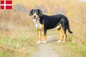 Scopri di più sull'articolo Allevatore di cani da montagna Entlebuch e cuccioli in Danimarca