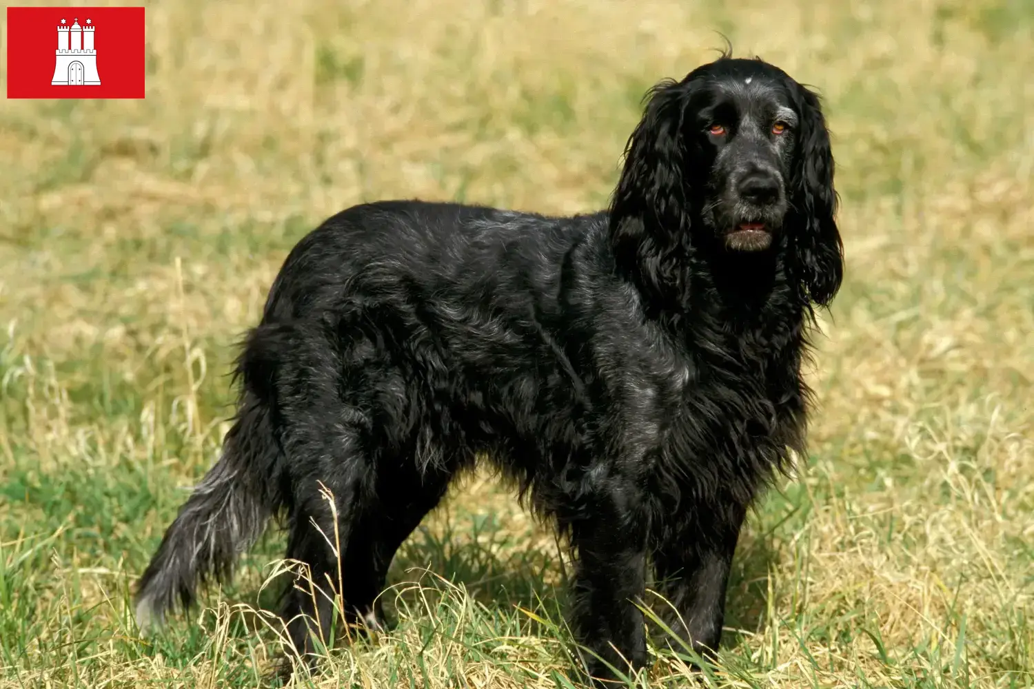 Epagneul Bleu de Picardie cuccioli e allevatori Amburgo Qui troverete gli allevatori di Epagneul Bleu de Picardies ad Amburgo.