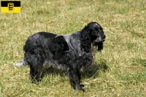 Scopri di più sull'articolo Allevatori di Epagneul Bleu de Picardie e cuccioli in Baden-Württemberg