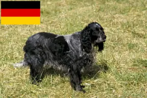 Scopri di più sull'articolo Allevatori di Epagneul Bleu de Picardie e cuccioli in Germania
