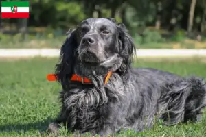 Scopri di più sull'articolo Allevatori di Epagneul Bleu de Picardie e cuccioli in Nord Reno-Westfalia