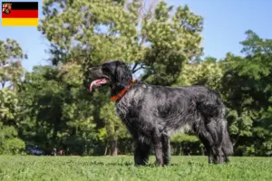 Scopri di più sull'articolo Allevatori di Epagneul Bleu de Picardie e cuccioli in Renania-Palatinato