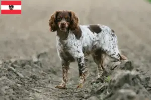 Scopri di più sull'articolo Allevatori di Epagneul Breton e cuccioli in Austria