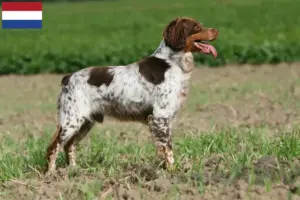 Scopri di più sull'articolo Allevatori di Epagneul Breton e cuccioli in Olanda