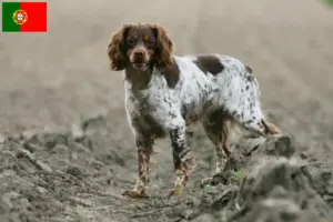 Scopri di più sull'articolo Allevatori di Epagneul Breton e cuccioli in Portogallo