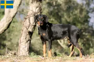 Scopri di più sull'articolo Allevatori di Erdélyi Kopó e cuccioli in Svezia