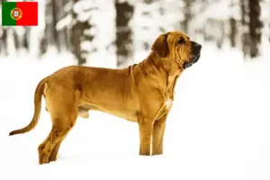 Scopri di più sull'articolo Allevatori di Fila Brasileiro e cuccioli in Portogallo