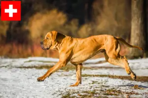 Scopri di più sull'articolo Allevatori di Fila Brasileiro e cuccioli in Svizzera