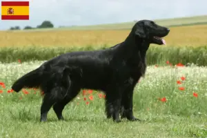 Scopri di più sull'articolo Allevatori e cuccioli di Flat Coated Retriever in Spagna
