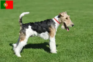 Scopri di più sull'articolo Allevatori di Fox Terrier e cuccioli in Portogallo