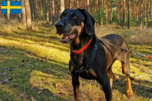Scopri di più sull'articolo Allevatori di Gończy Polski e cuccioli in Svezia