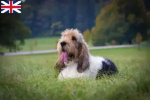 Scopri di più sull'articolo Allevatori di Grand Basset Griffon Vendéen e cuccioli in Gran Bretagna