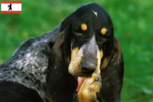 Scopri di più sull'articolo Allevatori e cuccioli di Grand Bleu de Gascogne a Berlino