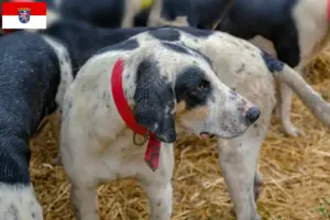 Scopri di più sull'articolo Allevatori di Grand Bleu de Gascogne e cuccioli in Hessen