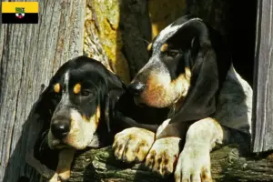 Scopri di più sull'articolo Allevatori di Grand Bleu de Gascogne e cuccioli in Sassonia-Anhalt