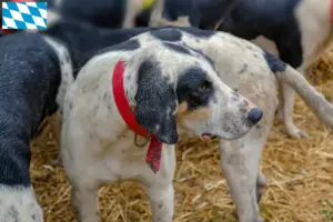 Scopri di più sull'articolo Allevatori di Grand Bleu de Gascogne e cuccioli in Baviera