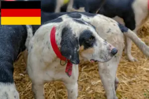 Scopri di più sull'articolo Allevatori e cuccioli di Grand Bleu de Gascogne in Germania