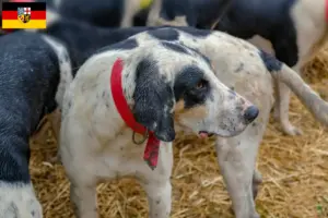 Scopri di più sull'articolo Allevatori di Grand Bleu de Gascogne e cuccioli in Saarland