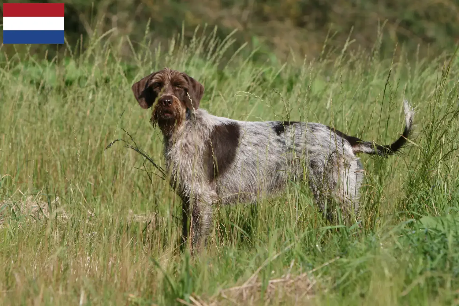 Scopri di più sull'articolo Griffon d’arrêt à poil dur Allevatori e cuccioli in Olanda