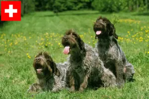 Scopri di più sull'articolo Griffon d’arrêt à poil dur Allevatori e cuccioli in Svizzera