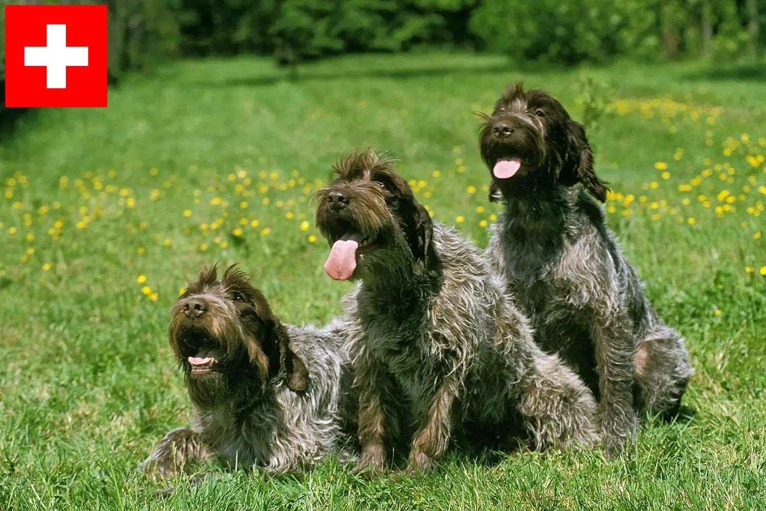 Scopri di più sull'articolo Griffon d’arrêt à poil dur Allevatori e cuccioli in Svizzera