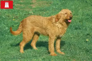 Scopri di più sull'articolo Allevatori di Griffon Fauve de Bretagne e cuccioli a Amburgo