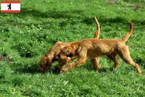 Scopri di più sull'articolo Allevatori e cuccioli di Griffon Fauve de Bretagne a Berlino