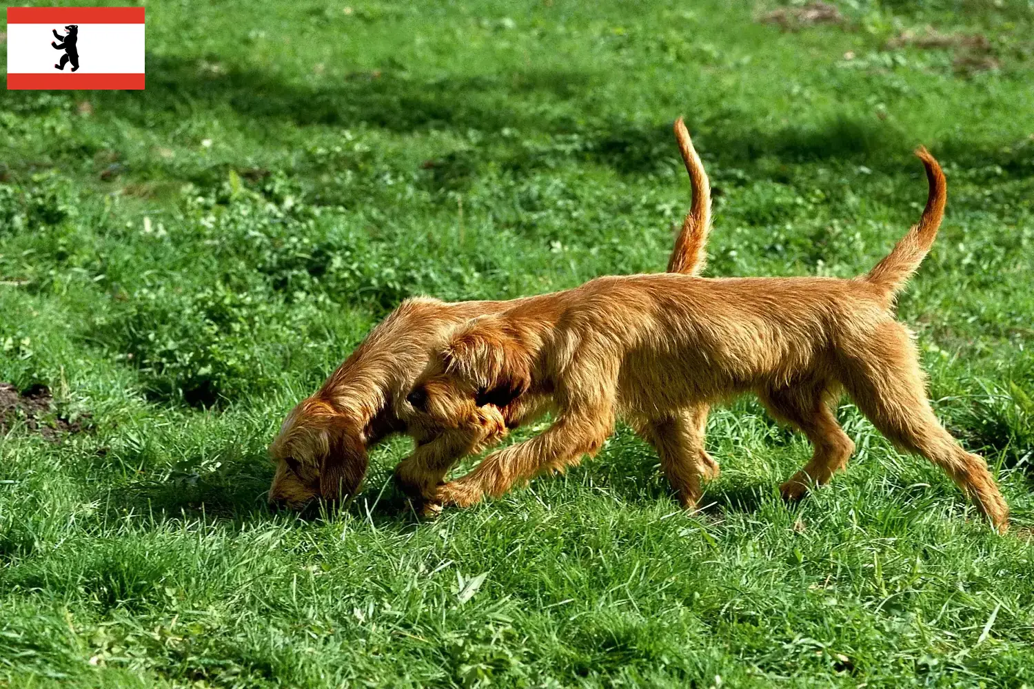 Scopri di più sull'articolo Allevatori e cuccioli di Griffon Fauve de Bretagne a Berlino