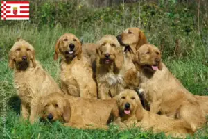 Scopri di più sull'articolo Allevatori e cuccioli di Griffon Fauve de Bretagne a Brema