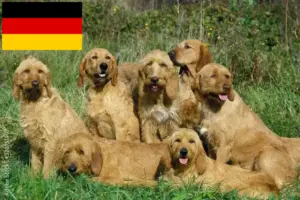 Scopri di più sull'articolo Allevatori e cuccioli di Griffon Fauve de Bretagne in Germania