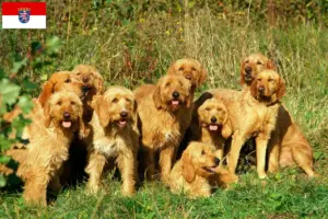 Scopri di più sull'articolo Allevatori di Griffon Fauve de Bretagne e cuccioli in Assia