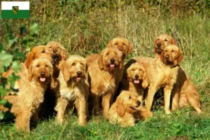 Scopri di più sull'articolo Allevatori di Griffon Fauve de Bretagne e cuccioli in Sassonia