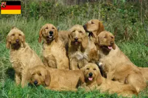 Scopri di più sull'articolo Allevatori di Griffon Fauve de Bretagne e cuccioli in Renania-Palatinato