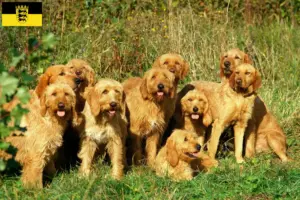Scopri di più sull'articolo Allevatori di Griffon Fauve de Bretagne e cuccioli in Baden-Württemberg