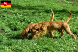 Scopri di più sull'articolo Allevatori di Griffon Fauve de Bretagne e cuccioli in Bassa Sassonia