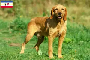 Scopri di più sull'articolo Allevatori di Griffon Fauve de Bretagne e cuccioli in Mecklenburg-Vorpommern