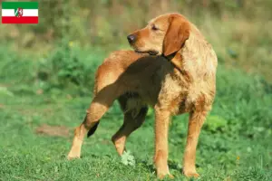 Scopri di più sull'articolo Allevatori di Griffon Fauve de Bretagne e cuccioli in Nord Reno-Westfalia