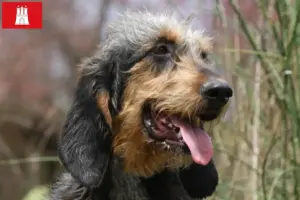 Scopri di più sull'articolo Allevatori di Griffon Nivernais e cuccioli a Amburgo