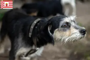Scopri di più sull'articolo Allevatori e cuccioli di Griffon Nivernais a Brema