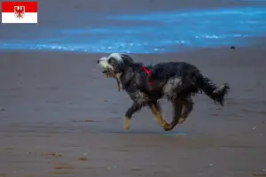 Scopri di più sull'articolo Allevatori di Griffon Nivernais e cuccioli a Brandeburgo