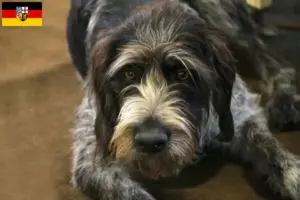 Scopri di più sull'articolo Allevatori di Griffon Nivernais e cuccioli in Saarland