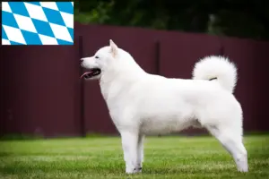 Scopri di più sull'articolo Allevatori di Hokkaido e cuccioli in Baviera