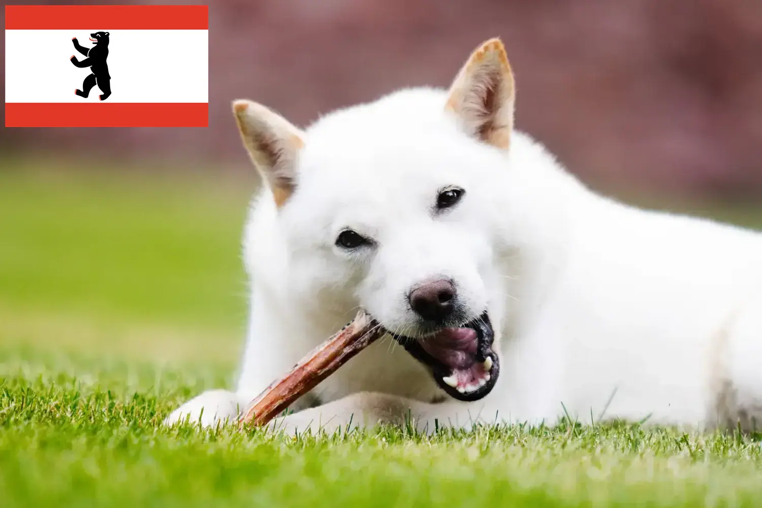 Cuccioli Hokkaido e allevatori Berlino Qui potete trovare gli allevatori di Hokkaido a Berlino.