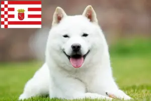 Scopri di più sull'articolo Allevatori di Hokkaido e cuccioli a Brema