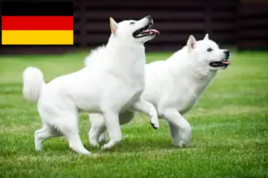 Scopri di più sull'articolo Allevatori e cuccioli di Hokkaido in Germania