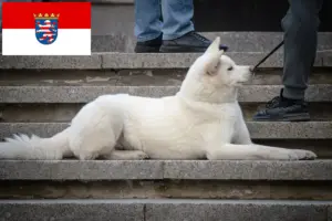 Scopri di più sull'articolo Allevatori di Hokkaido e cuccioli in Assia