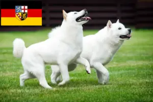 Scopri di più sull'articolo Allevatori di Hokkaido e cuccioli in Saarland