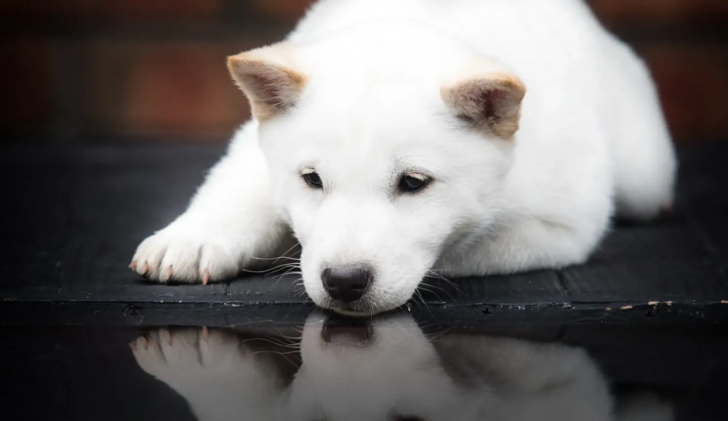 Acquistare un cucciolo di Hokkaido significa assumersi delle responsabilità! Comprare cuccioli di Hokkaido.